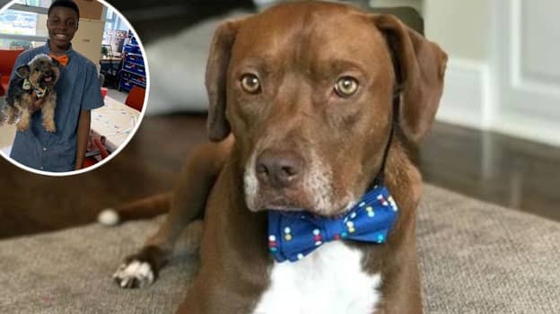 设计弓领带的12岁男孩帮助狗被收养