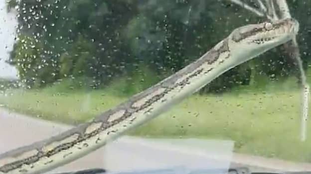一对夫妇用雨刷把蛇从车里刮下来，引发愤怒