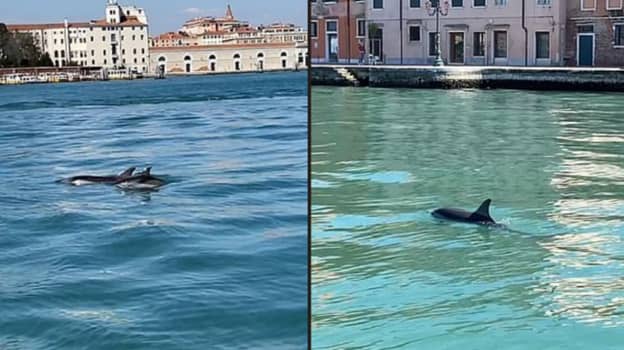 海豚在“异常罕见”的目击中发现了游泳威尼斯运河