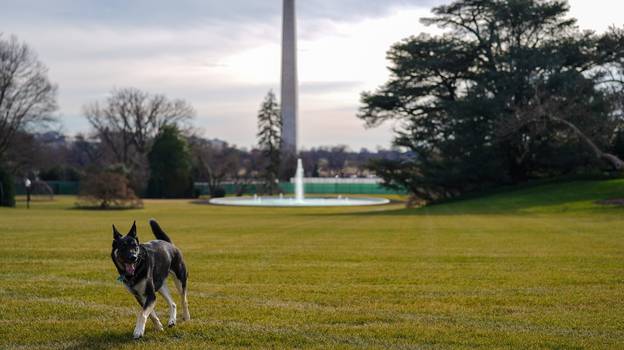 拜登总统的狗狗Champ和Major抵达白宫
