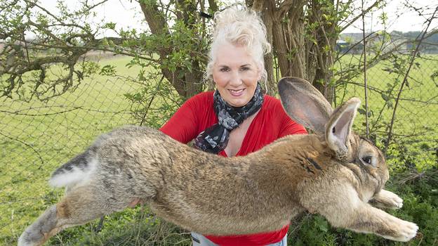 世界上最大的兔子从前《花花公子》模特那里被盗，并悬赏1000英镑(约合人民币9800元)归还