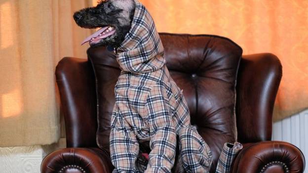 由于罕见的病情而失去了皮毛的狗得到了特别制作的Burberry Outfit