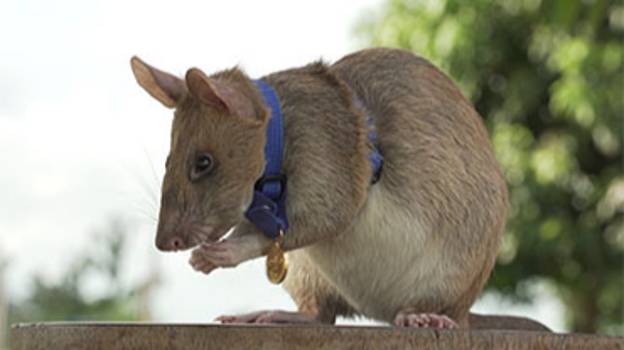 Hero Landmine检测大鼠颁发了“救生勇敢”的成矿金牌