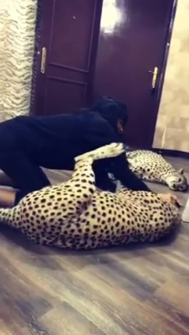 贾巴尔（Jabar）在Instagram视频中与她的两个猎豹一起演奏。学分：instagram/@i_love_my_cheetah“width=