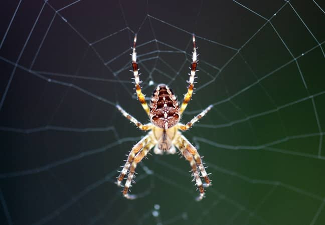 蜘蛛在其网络中令人寒冷。学分：PA