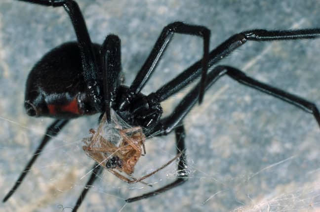 黑寡妇蜘蛛吃男性