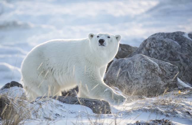 保护主义者警告说，如果北极熊要避免灭绝，则需要禁止狩猎奖杯。学分：PA