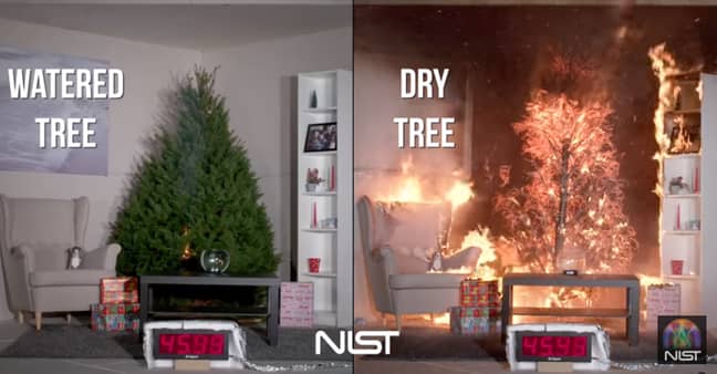 干树在几秒钟内被火焰吞没。信用：NIST/YouTube