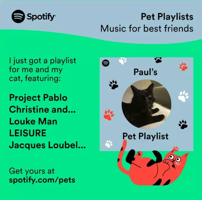 多么出色的猫标本。信用：Spotify