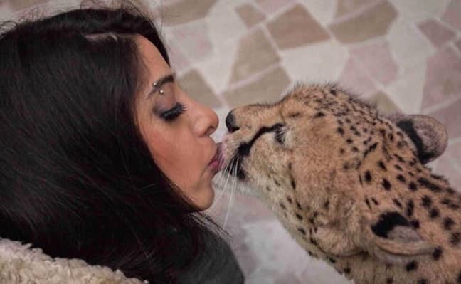 Jaber和她的宠物猎豹。学分：instagram/@i_love_my_cheetah“width=