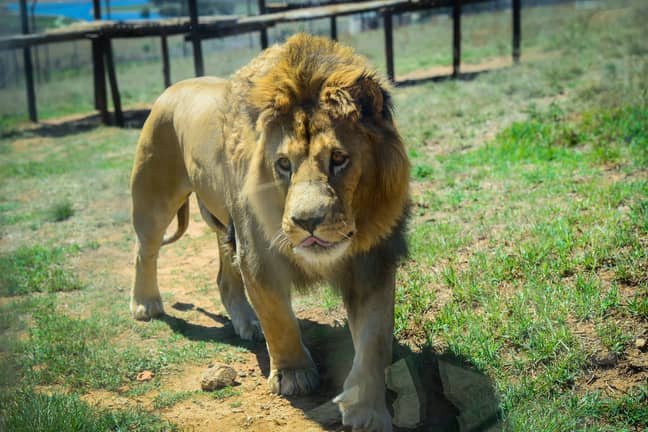 南非的狮子。信用：PA