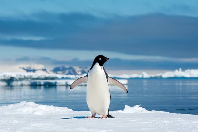 南极半岛加油岛上的阿德利企鹅。图片来源：Alamy“width=
