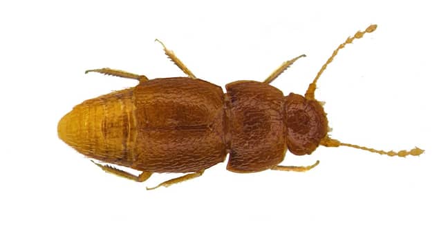 格雷塔（Greta）也以一种新的甲壳虫命名。学分：自然历史博物馆