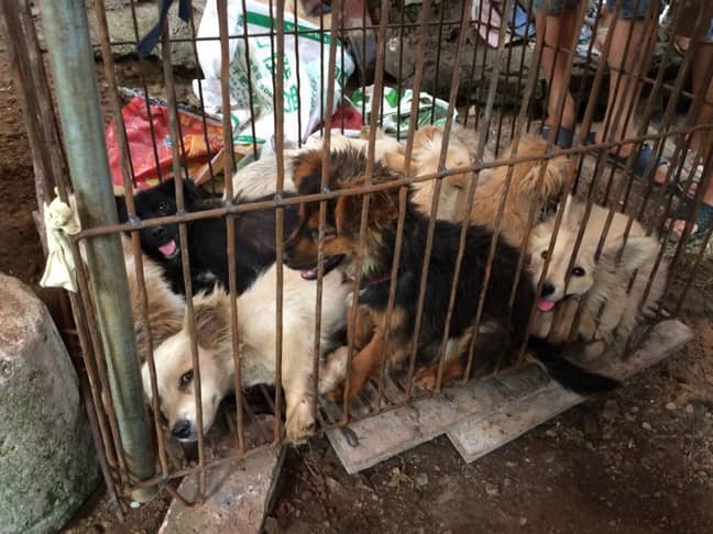 狗在Yulin狗肉节上保存。信用：国际人道协会