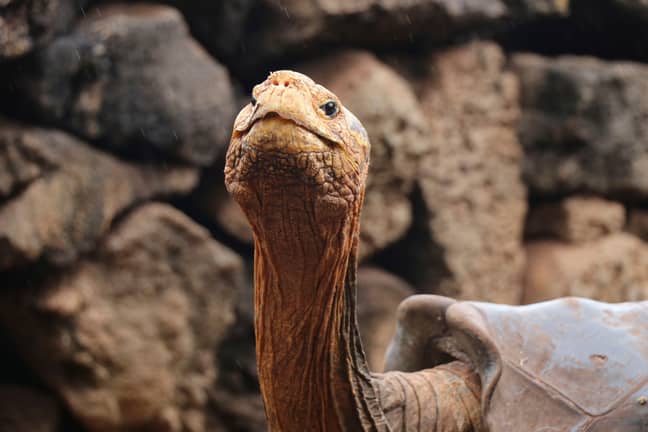 据报道，迭戈已经育有800乌龟。信用：AP/Shutterstock