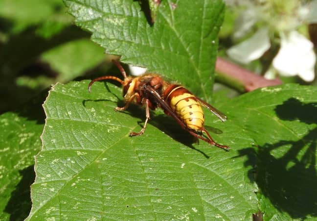 可能不是有害的大黄蜂，而是大黄蜂。图片来源：Rob Mitchell（Wikimedia Commons）“width=