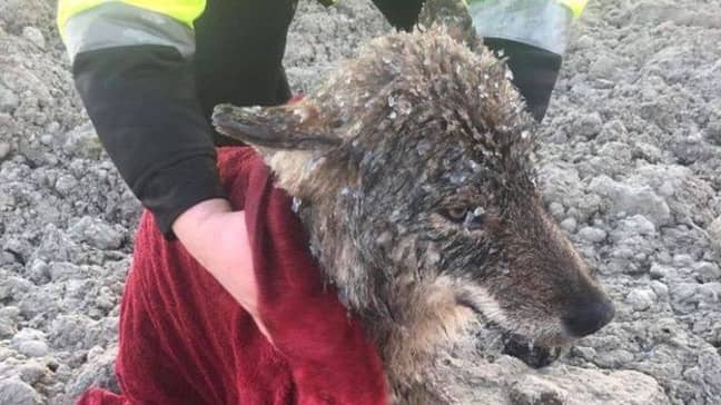 爱沙尼亚的工人救出了一只“狗”，原来是一只狼。图片来源：EUPA