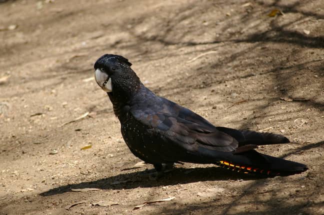在袋鼠岛上可能已经灭绝了一群罕见的黑色巨型。图片来源：Pixabay