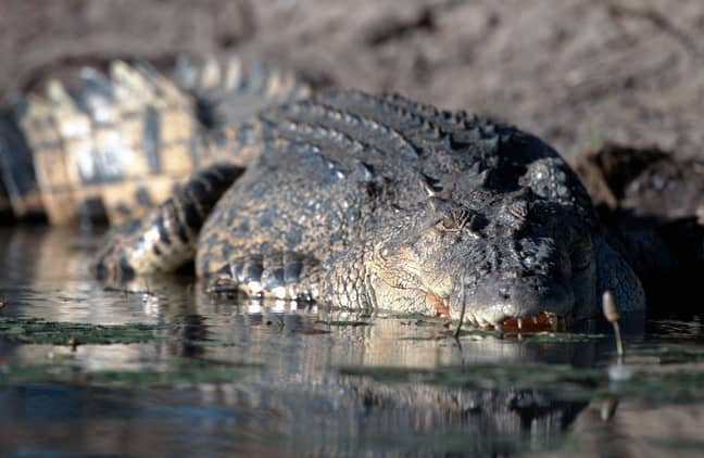 盐水鳄鱼可以每小时游泳29公里。信用：PA