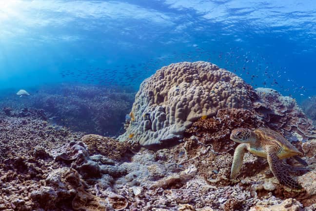 大堡礁海洋公园管理局（GBRMPA）已经支持其老板。信用：海洋代理 / XL Catlin Seaview调查
