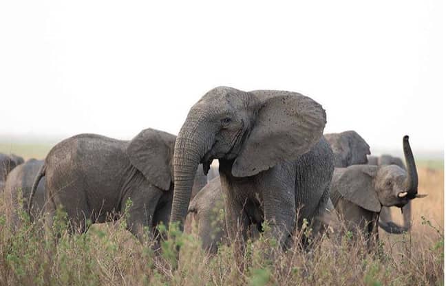 由于偷猎者的信誉，大象正在发展成为“无象牙”