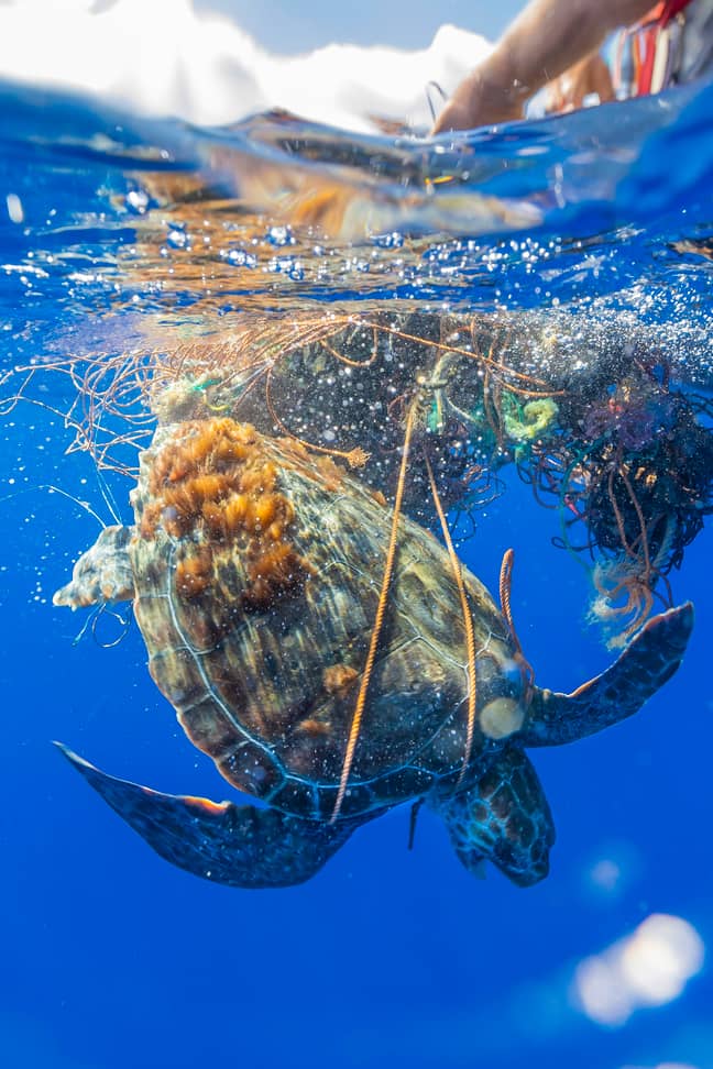 乌龟被困在渔网中。图片来源：故事界