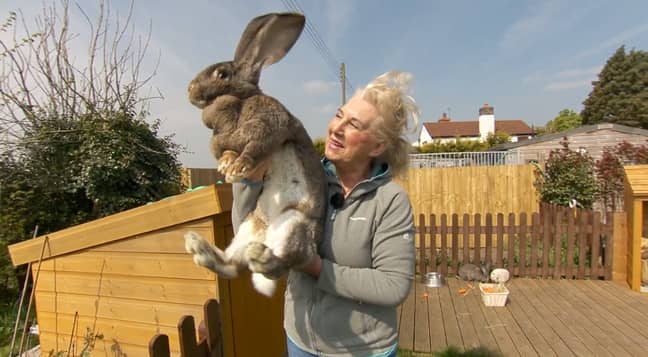 黛西，安妮特的另一只兔子。信用：YouTube