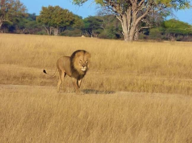图片来源：皮革，津巴布韦野生动物园旅馆/Facebook“width=