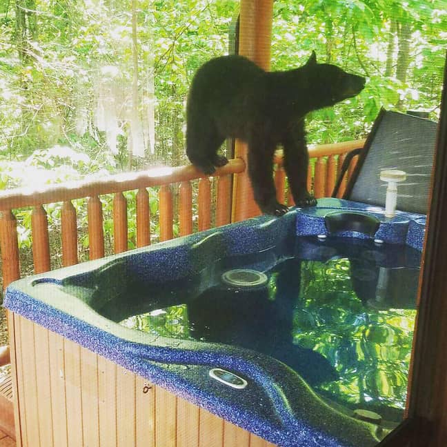 可爱的熊幼崽喜欢在热水浴缸中玩耍。信用：大型代理商