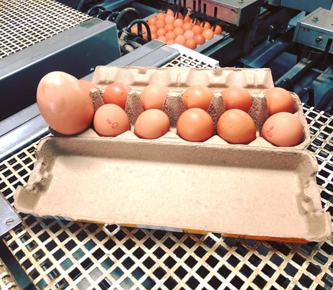 信用：斯托克曼的鸡蛋