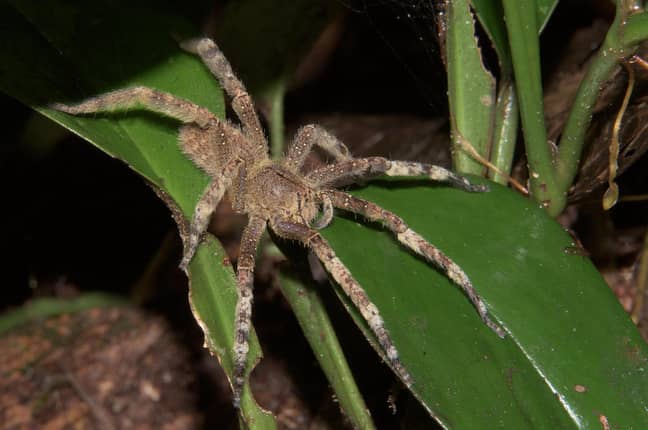 巴西流浪蜘蛛（Phoneutria Fera）。信用：Alamy