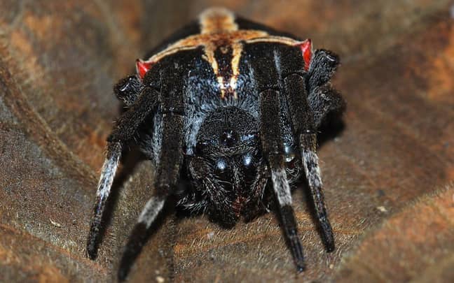 一个类似于巴西的天空中的帕拉威西娅蜘蛛。信誉：维基百科