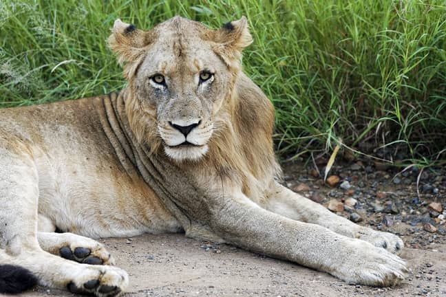 一只雄狮坐在克鲁格国家公园。信用：PA