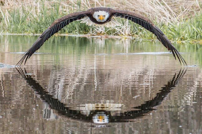 摄影师设法完美地捕捉了鹰的照片。信用：史蒂夫·比洛 /新闻狗媒体必威杯足球