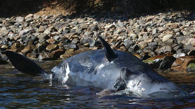 怀孕的鲸鱼在她的胃里有22公斤塑料。信贷：Seame Sardinia