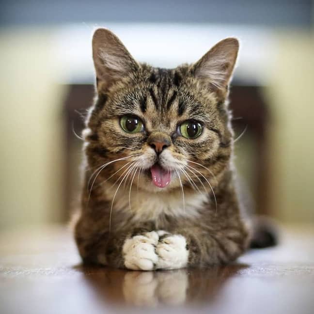 图片来源：Instagram/@iamlilbub