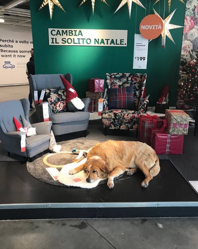 西西里岛卡塔尼亚宜家的流浪狗在宜家闲逛。学分：Noah Romley/Instagram