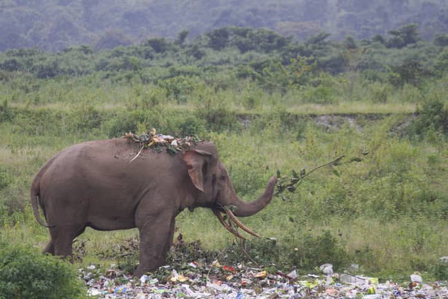可以看到大象“在塑料上零食”。图片来源：纽约