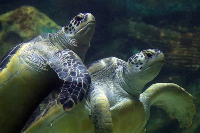两只绿海龟。信用：PA