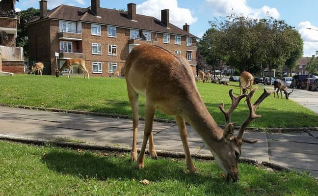 鹿被发现在伦敦庄园的草坪上蔓延。信誉：肯尼迪新闻必威杯足球