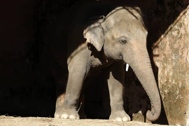 大象卡瓦恩已经被转移到柬埔寨。学分：PA