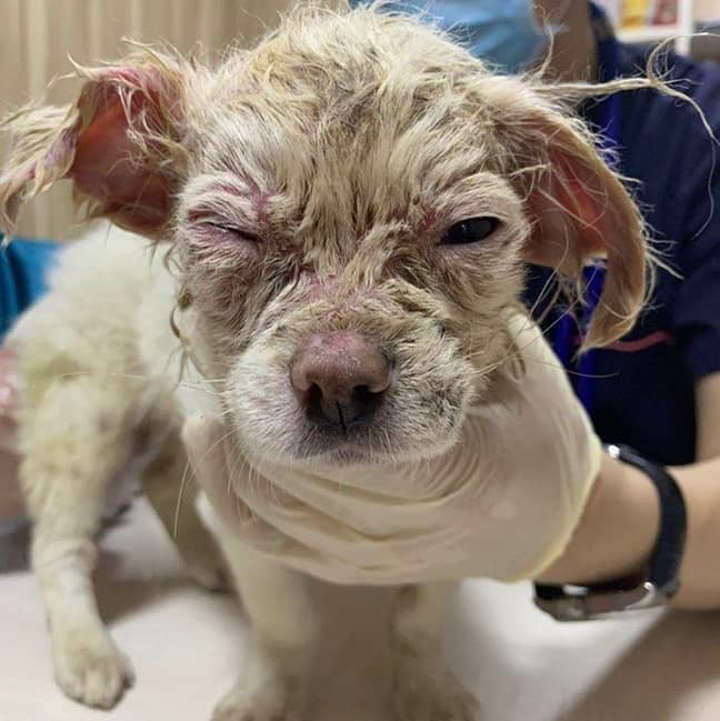 这只狗（名叫简）在六月被发现的胶带，她的耳朵和眼睛受到严重感染后被发现。信用：Harbin SHS“width=