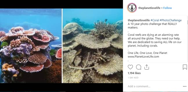 据报道，大堡礁的一半自2016年以来消失了。信贷：Instagram
