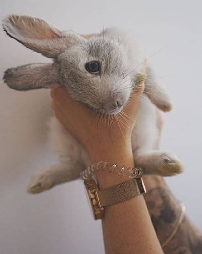 neytii之一的兔子。信用：Instagram / Mythical.mia