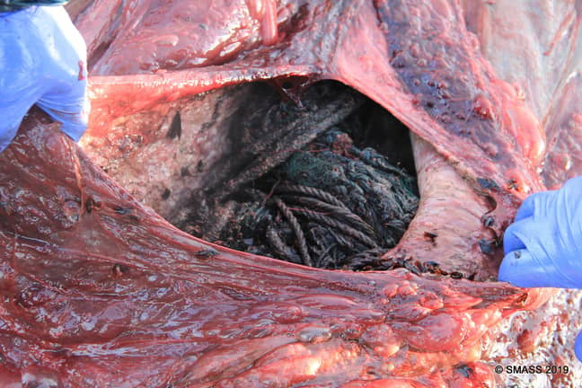 海洋生物学家切开死鲸，发现它的胃里装满了垃圾。出处:苏格兰海洋动物搁浅计划