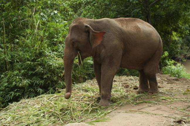 大象在锁定中回收了泰国受欢迎的国家公园。信用：PA