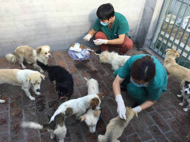 兽医治疗被救出的幼犬。信用：国际人道协会