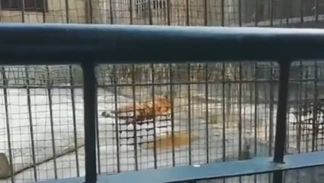 该动物在到达动物园后被发现死亡。信用：亚洲电线