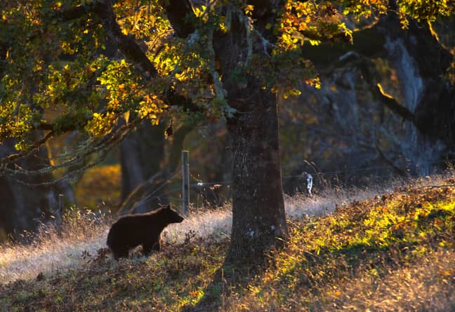 黑熊在该地区很普遍，但通常避免人类。信用：PA