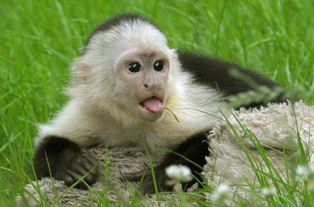白色朝向Capuchin Mally坐在塞伦盖蒂新的猴子露天围栏的草地上。信用：PA